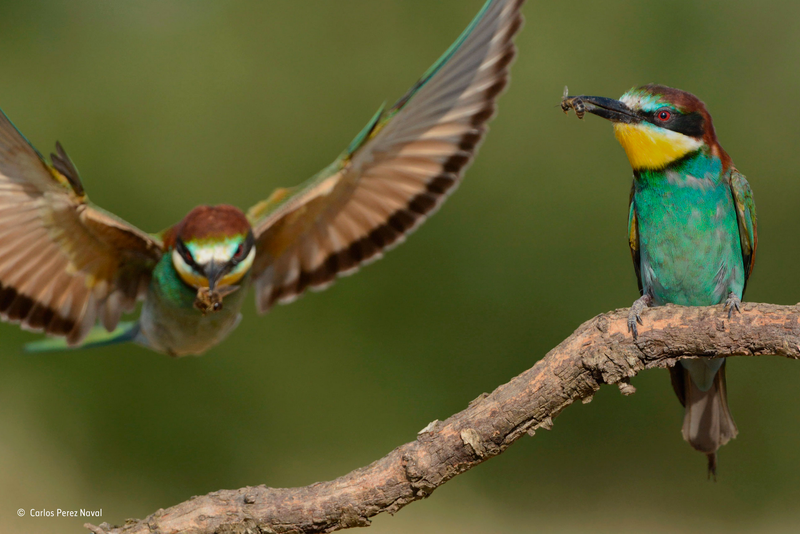 Illustration for article titled Estas son las mejores fotografías de naturaleza de 2015